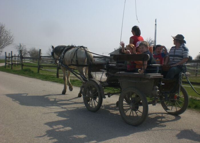 Ein Pferd zieht einen Wagen mit mehreren Kindern und zwei Erwachsenen an einem sonnigen Tag über eine Landstraße.