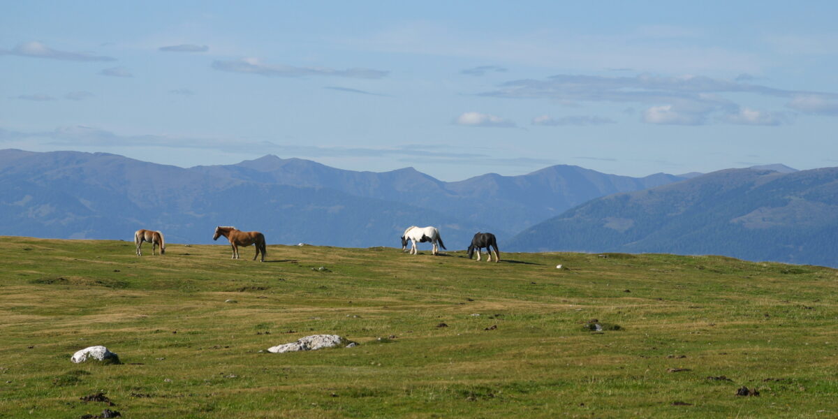 Vier Pferde grasen auf einer grasbewachsenen Ebene mit entfernten Bergketten und einem blauen Himmel im Hintergrund.