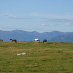 Vier Pferde grasen auf einer grasbewachsenen Ebene mit entfernten Bergketten und einem blauen Himmel im Hintergrund.