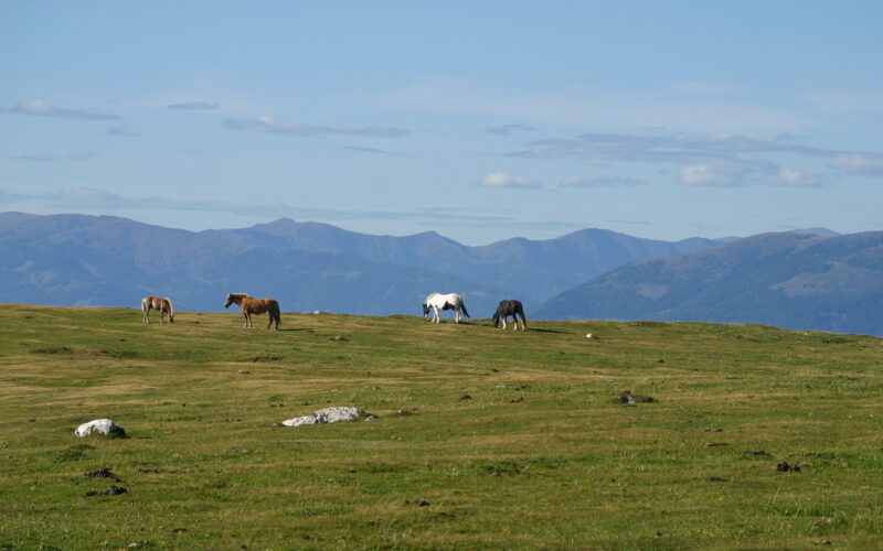 Vier Pferde grasen auf einer grasbewachsenen Ebene mit entfernten Bergketten und einem blauen Himmel im Hintergrund.