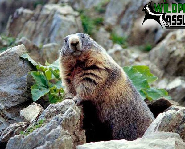 Ein Murmeltier steht zwischen Steinen und grünen Blättern und schaut in Richtung Kamera. In der rechten oberen Ecke ist das Logo des Wildparks Assling zu sehen.
