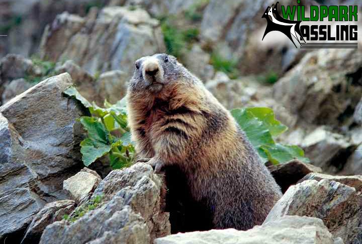 Ein Murmeltier steht zwischen Steinen und grünen Blättern und schaut in Richtung Kamera. In der rechten oberen Ecke ist das Logo des Wildparks Assling zu sehen.