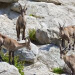 Vier junge Alpensteinböcke stehen und grasen zwischen Felsen an einem sonnigen, felsigen Hang.