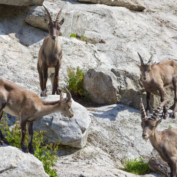 Vier junge Alpensteinböcke stehen und grasen zwischen Felsen an einem sonnigen, felsigen Hang.
