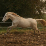 Ein weißes Pferd läuft im Galopp in einem eingezäunten Außenbereich mit brauner Erde und grünen Bäumen im Hintergrund.