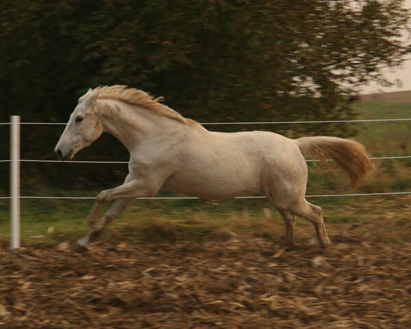 Ein weißes Pferd läuft im Galopp in einem eingezäunten Außenbereich mit brauner Erde und grünen Bäumen im Hintergrund.