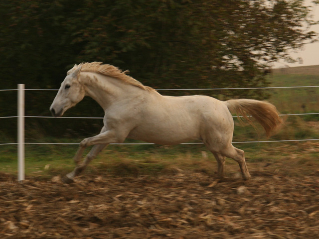Ein weißes Pferd läuft im Galopp in einem eingezäunten Außenbereich mit brauner Erde und grünen Bäumen im Hintergrund.
