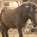 Ein braunes Pony mit dichter Mähne steht in einem eingezäunten Gehege auf dem Boden, im Hintergrund ist ein weiteres Pferd zu sehen.
