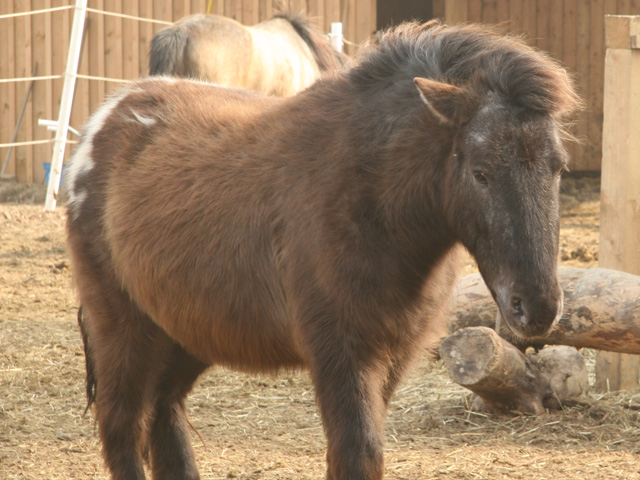 Ein braunes Pony mit dichter Mähne steht in einem eingezäunten Gehege auf dem Boden, im Hintergrund ist ein weiteres Pferd zu sehen.