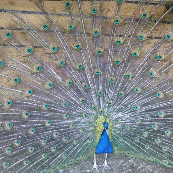 Ein Pfau steht auf dem Boden und hat seine prachtvollen Schwanzfedern vor einem hölzernen Hintergrund aufgefächert.