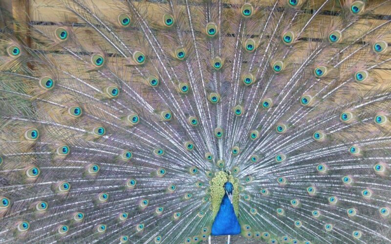 Ein Pfau steht auf dem Boden und hat seine prachtvollen Schwanzfedern vor einem hölzernen Hintergrund aufgefächert.