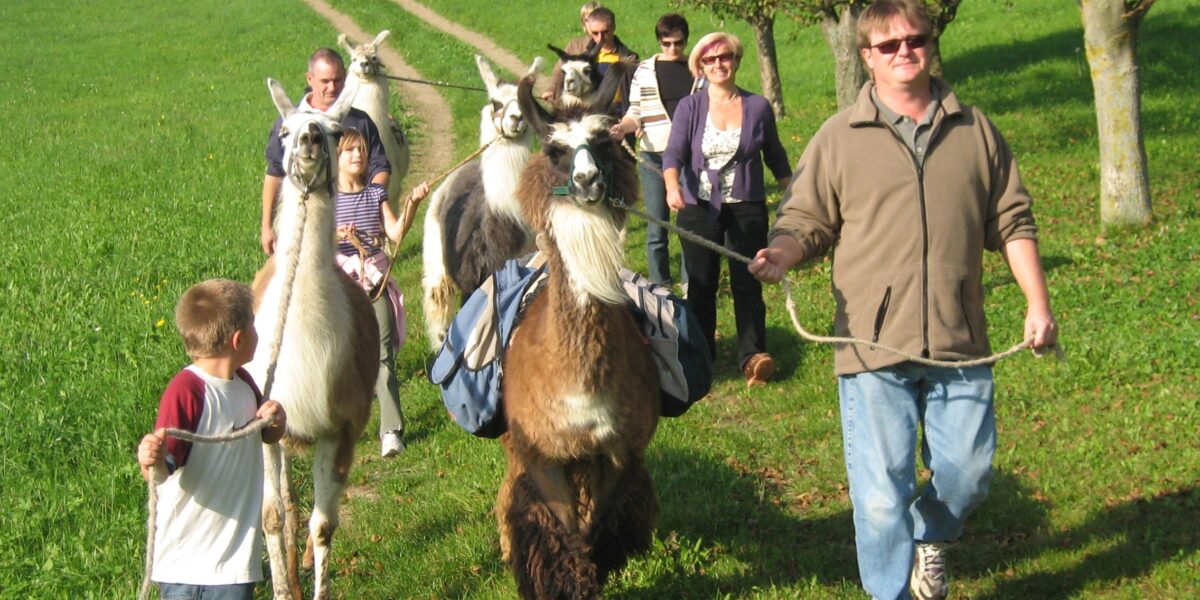 Eine Gruppe von Menschen, darunter auch Kinder, geht an einem sonnigen Tag mit Lamas, die Rucksäcke tragen, einen grasbewachsenen Weg entlang.