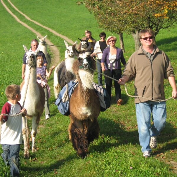 Eine Gruppe von Menschen, darunter auch Kinder, geht an einem sonnigen Tag mit Lamas, die Rucksäcke tragen, einen grasbewachsenen Weg entlang.