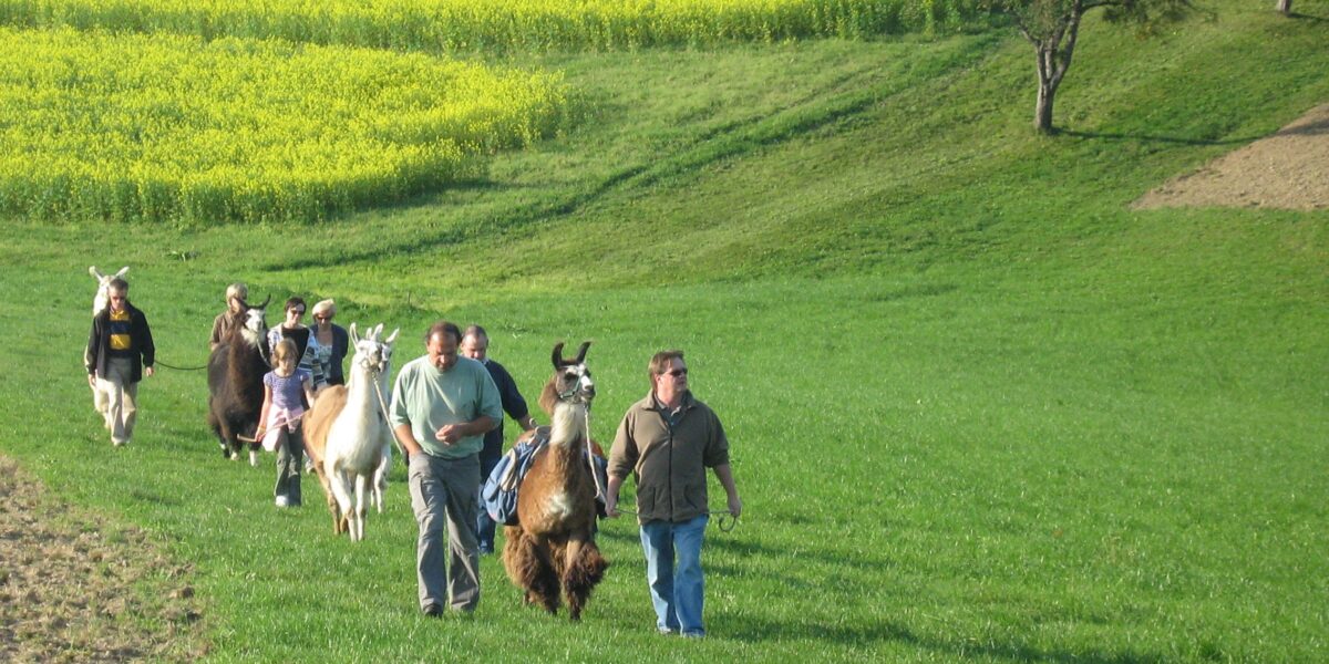 Eine Gruppe von Menschen, die auf einer grünen Wiese bergauf geht, jeder führt ein Lama, mit gelben Blumen und Bäumen im Hintergrund.