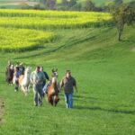 Eine Gruppe von Menschen, die auf einer grünen Wiese bergauf geht, jeder führt ein Lama, mit gelben Blumen und Bäumen im Hintergrund.