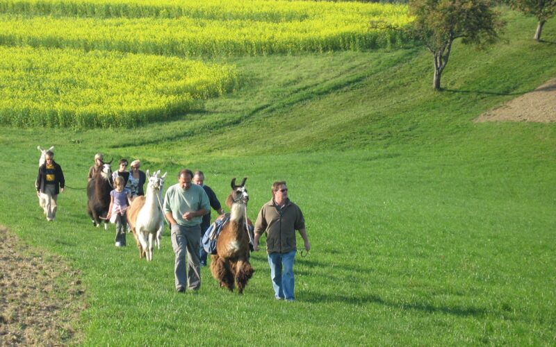 Eine Gruppe von Menschen, die auf einer grünen Wiese bergauf geht, jeder führt ein Lama, mit gelben Blumen und Bäumen im Hintergrund.