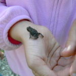 Eine Person in einem rosa Fleece hält einen kleinen braunen Frosch in der offenen Hand.