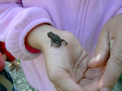 Eine Person in einem rosa Fleece hält einen kleinen braunen Frosch in der offenen Hand.