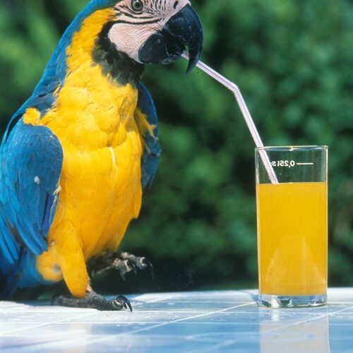 Ein blau-gelber Papagei steht auf einem Tisch und schlürft mit einem Strohhalm Orangensaft aus einem Glas.