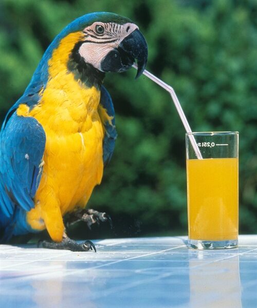 Ein blau-gelber Papagei steht auf einem Tisch und schlürft mit einem Strohhalm Orangensaft aus einem Glas.