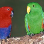 Ein roter und blauer Papagei sitzt neben einem grünen Papagei mit gelbem Schnabel auf einem Baumzweig vor einem unscharfen Hintergrund.