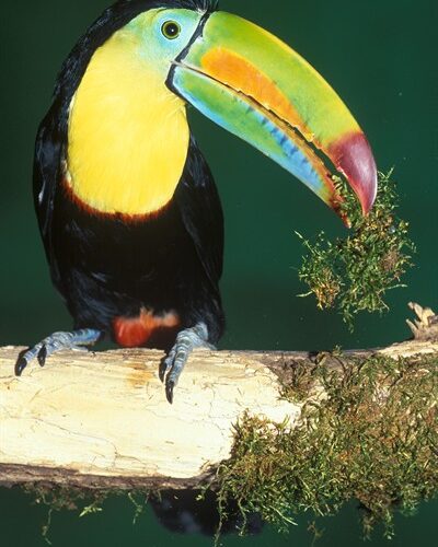 Ein Kielschnabeltukan mit farbenfrohem Schnabel hockt auf einem Zweig und hält ein Moosbüschel im Schnabel, vor einem grünen Hintergrund.