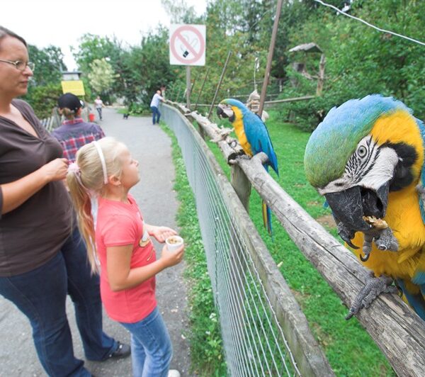 Eine Frau und ein Mädchen stehen in der Nähe eines Zauns und beobachten zwei blaue und gelbe Papageien, von denen einer gerade frisst, in einem Park oder Zoo.