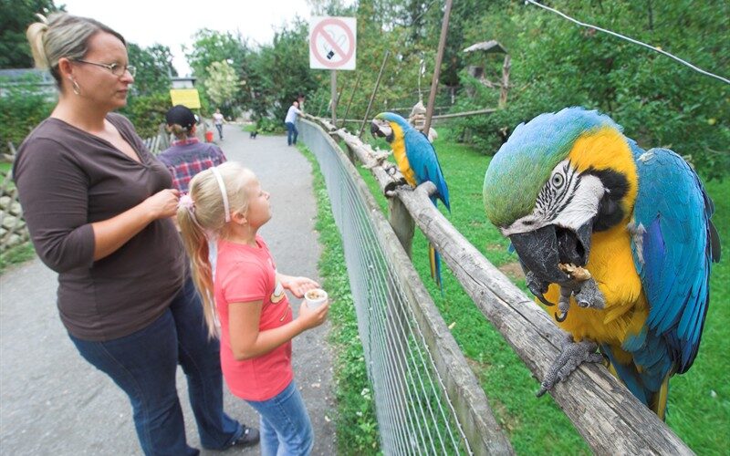 Eine Frau und ein Mädchen stehen in der Nähe eines Zauns und beobachten zwei blaue und gelbe Papageien, von denen einer gerade frisst, in einem Park oder Zoo.