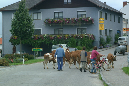 Drei Personen, eine davon mit einem Fahrrad, führen eine Gruppe von Kühen über eine Straße vor einem Haus mit Blumenkästen auf den Balkonen.