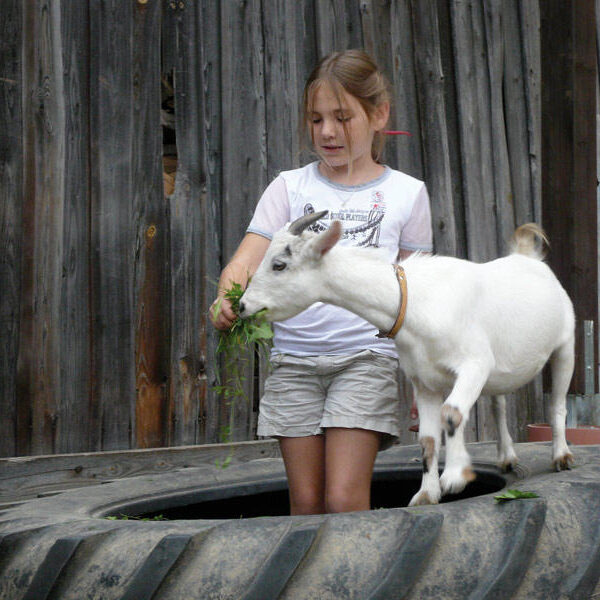 Ein junges Mädchen steht in einem großen Traktorreifen und füttert vor einer Holzwand grüne Blätter an eine weiße Ziege neben sich.