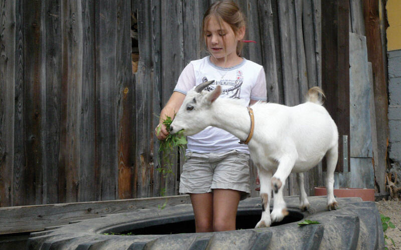 Ein junges Mädchen steht in einem großen Traktorreifen und füttert vor einer Holzwand grüne Blätter an eine weiße Ziege neben sich.