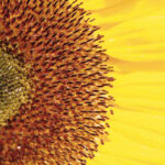 Nahaufnahme einer Sonnenblume mit gelben Blütenblättern und braunen Samen, die in einem kreisförmigen Muster angeordnet sind.