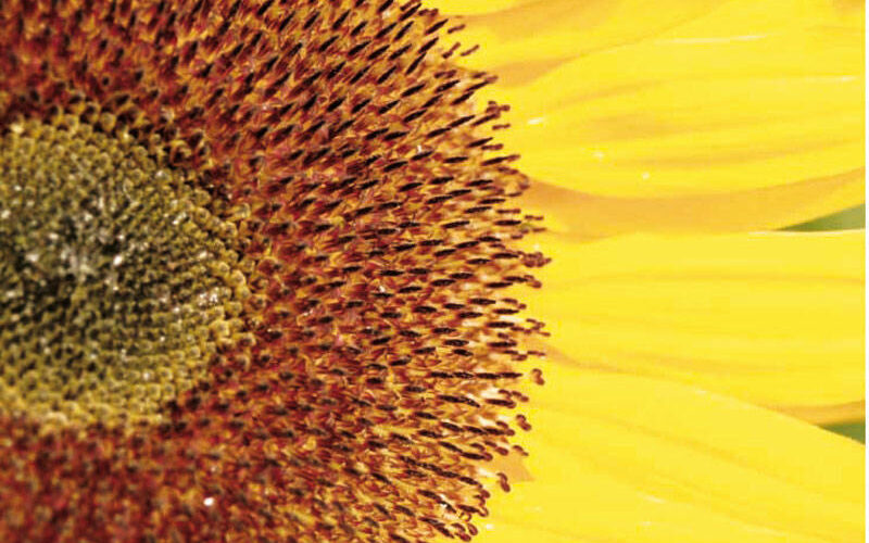 Nahaufnahme einer Sonnenblume mit gelben Blütenblättern und braunen Samen, die in einem kreisförmigen Muster angeordnet sind.