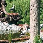 Drei Störche stehen und gehen in der Nähe eines Teiches, der von Felsen, Bäumen und dichter grüner Vegetation umgeben ist.