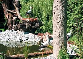 Drei Störche stehen und gehen in der Nähe eines Teiches, der von Felsen, Bäumen und dichter grüner Vegetation umgeben ist.