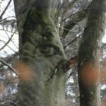 Ein Baumstamm mit natürlichen Markierungen, die einem menschlichen Gesicht ähneln, einschließlich einer ausgeprägten Augenform, umgeben von anderen Bäumen und Ästen.