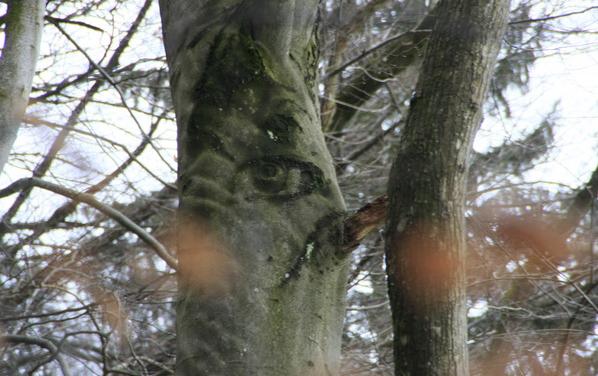 Ein Baumstamm mit natürlichen Markierungen, die einem menschlichen Gesicht ähneln, einschließlich einer ausgeprägten Augenform, umgeben von anderen Bäumen und Ästen.