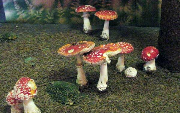 Mehrere rot und weiß gefleckte Pilze, wahrscheinlich Amanita muscaria, wachsen zwischen braunen Kiefernnadeln in der Nähe eines Baumes.