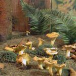 Gelbe Pilze wachsen auf dem Waldboden zwischen trockenen Blättern, Moos und Farnen, wobei ein Baumstamm und ein hölzerner Hintergrund sichtbar sind.