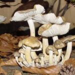 Eine Ansammlung von Pilzen mit blassen Kappen und Kiemen, die zwischen trockenen braunen Blättern auf dem Waldboden wachsen.