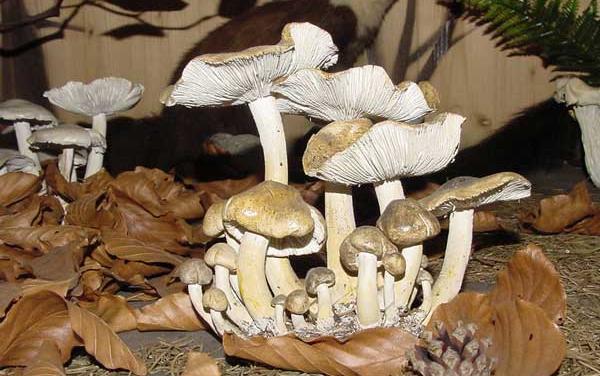 Eine Ansammlung von Pilzen mit blassen Kappen und Kiemen, die zwischen trockenen braunen Blättern auf dem Waldboden wachsen.