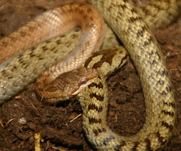 Zwei Schlangen, eine braune und eine hellbraune mit dunkler Zeichnung, liegen zusammengerollt auf einem Fleck Erde.