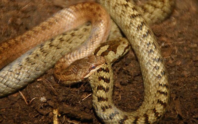 Zwei Schlangen, eine braune und eine hellbraune mit dunkler Zeichnung, liegen zusammengerollt auf einem Fleck Erde.