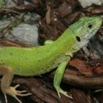 Eine grüne Eidechse mit blauen Flecken ruht auf einem Stück braunen Holz mit Felsen und Gras im Hintergrund.