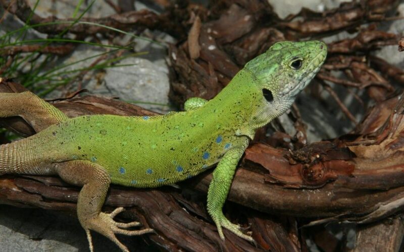 Eine grüne Eidechse mit blauen Flecken ruht auf einem Stück braunen Holz mit Felsen und Gras im Hintergrund.