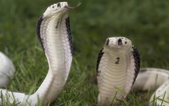 Zwei Kobras mit hochgezogenen Kapuzen stehen im Gras, eine davon mit ausgestreckter Zunge.
