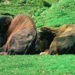 Zwei Bisons liegen auf grünem Gras und ruhen Seite an Seite in einer Außenanlage.