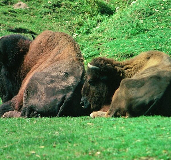 Zwei Bisons liegen auf grünem Gras und ruhen Seite an Seite in einer Außenanlage.