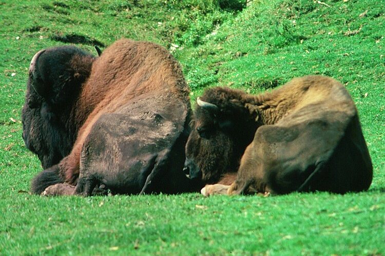 Zwei Bisons liegen auf grünem Gras und ruhen Seite an Seite in einer Außenanlage.