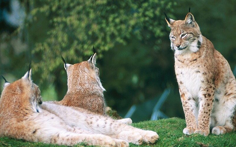 Drei Eurasische Luchse mit Büschelohren und geflecktem Fell ruhen auf grasbewachsenem Boden; zwei liegen, während einer aufrecht vor ihnen sitzt.